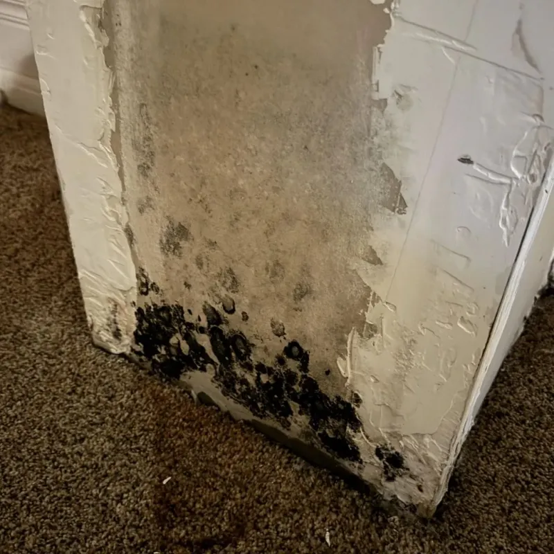 Professional Mold Removal in Kaufman, TX